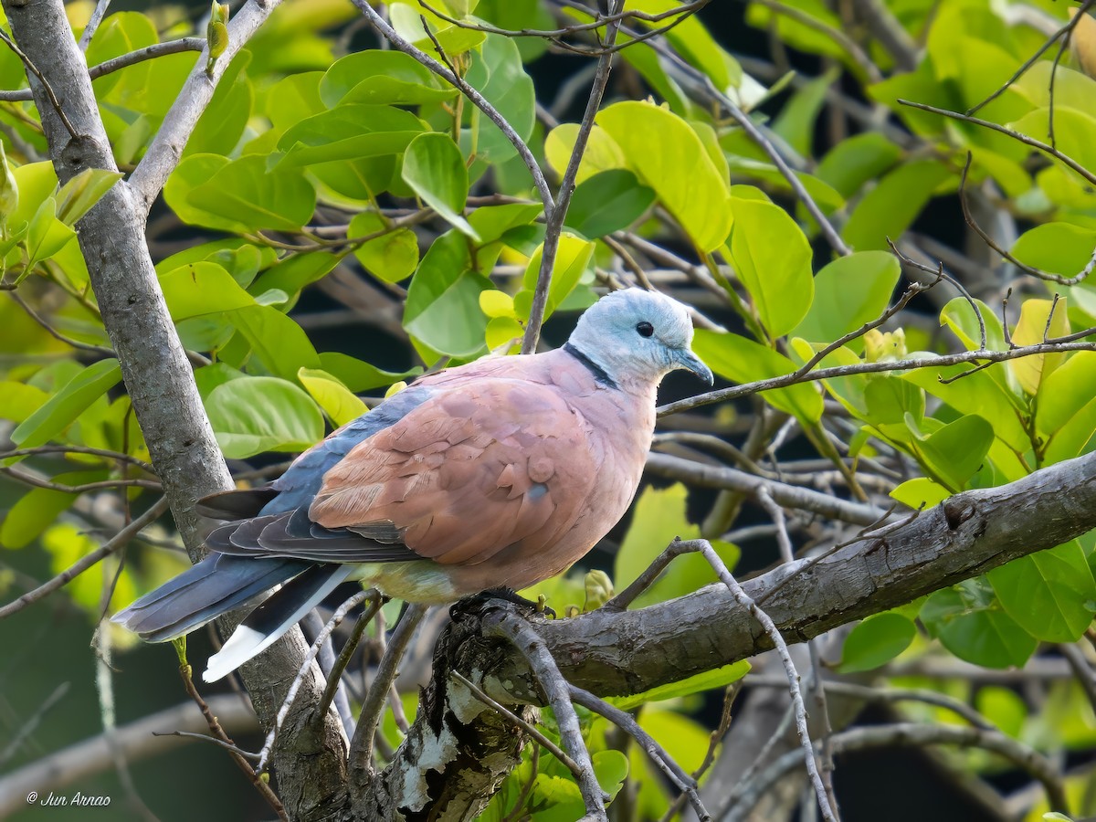 Red Collared-Dove - ML620019759