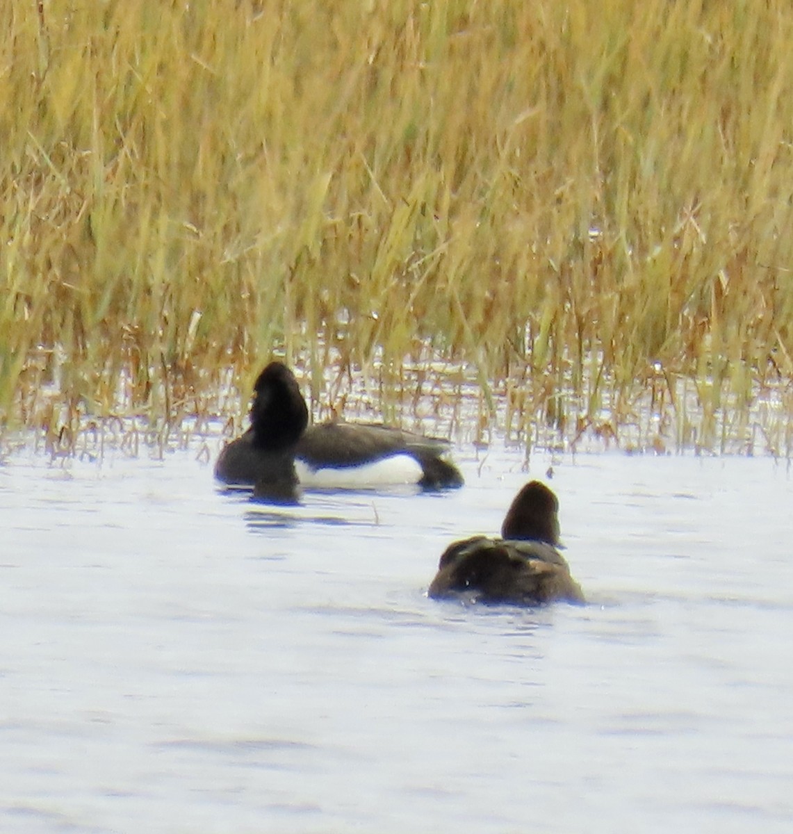 鳳頭潛鴨 - ML620019763