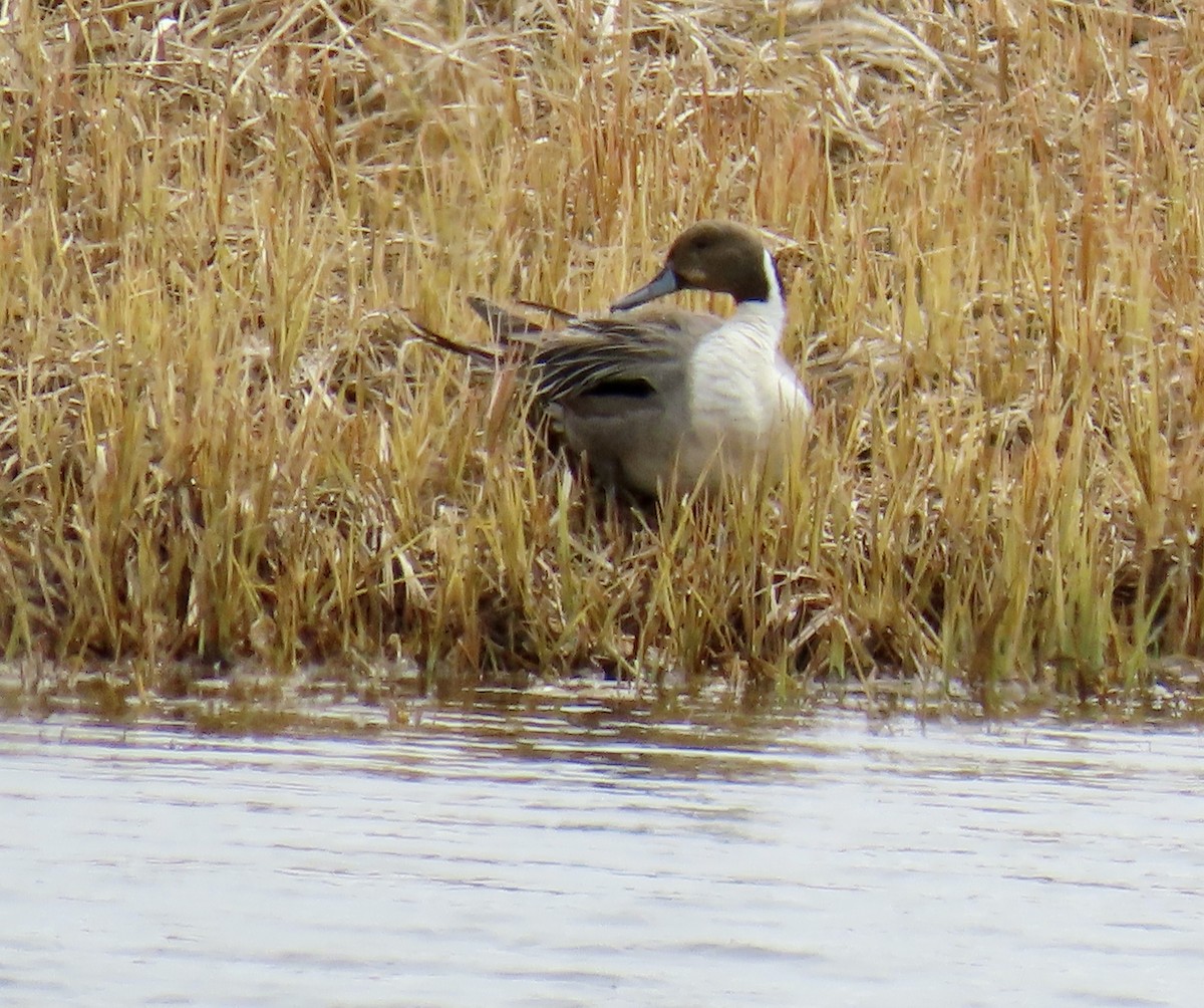 Northern Pintail - ML620019768