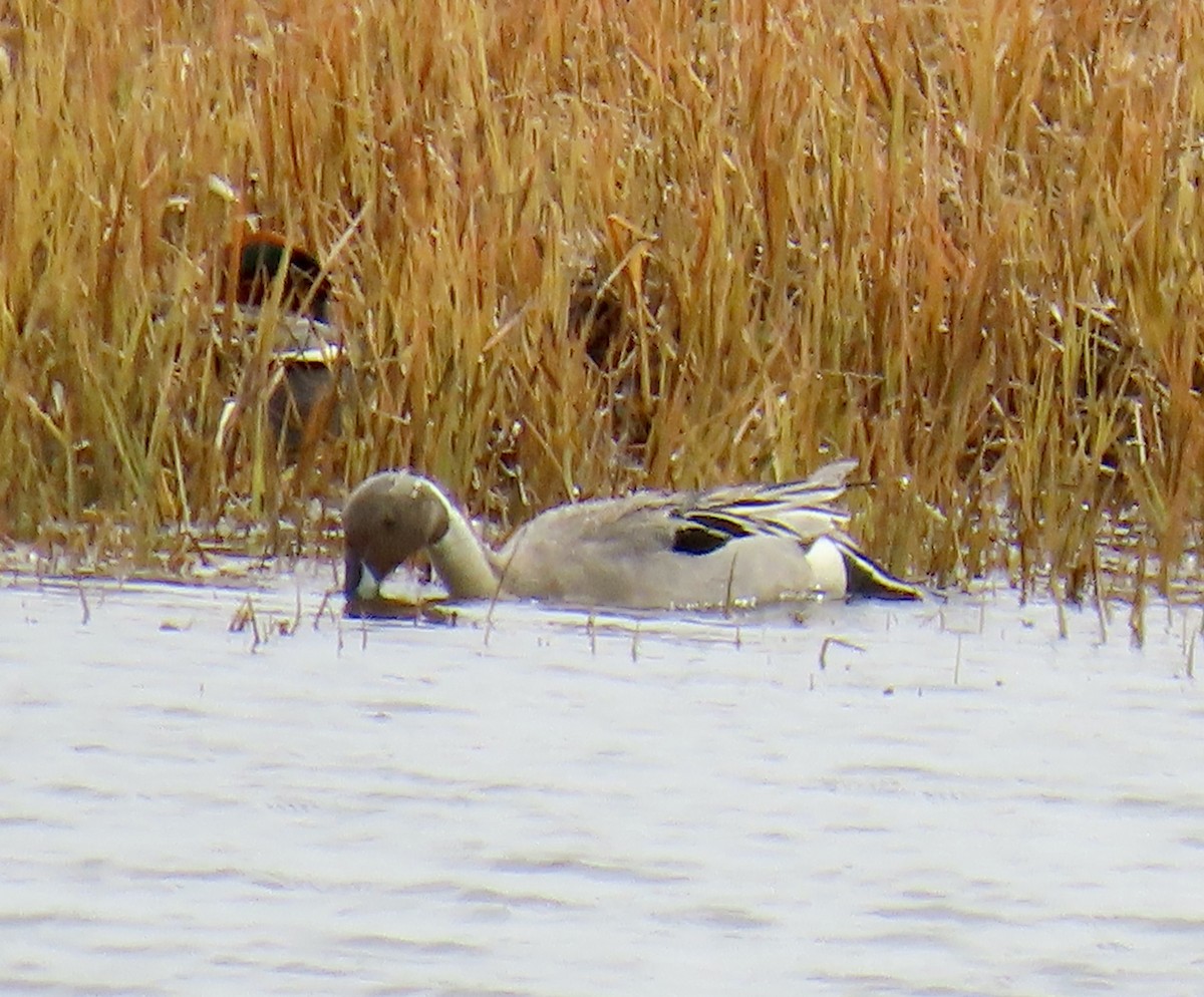 Northern Pintail - ML620019783