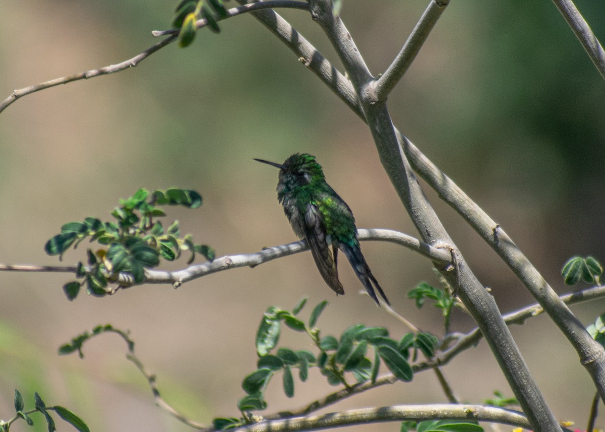 Golden-crowned Emerald - ML620019790