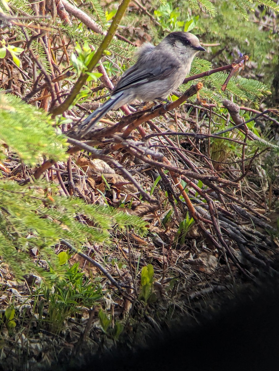 Canada Jay - ML620019791