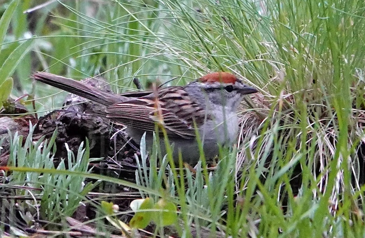 Chipping Sparrow - ML620019792