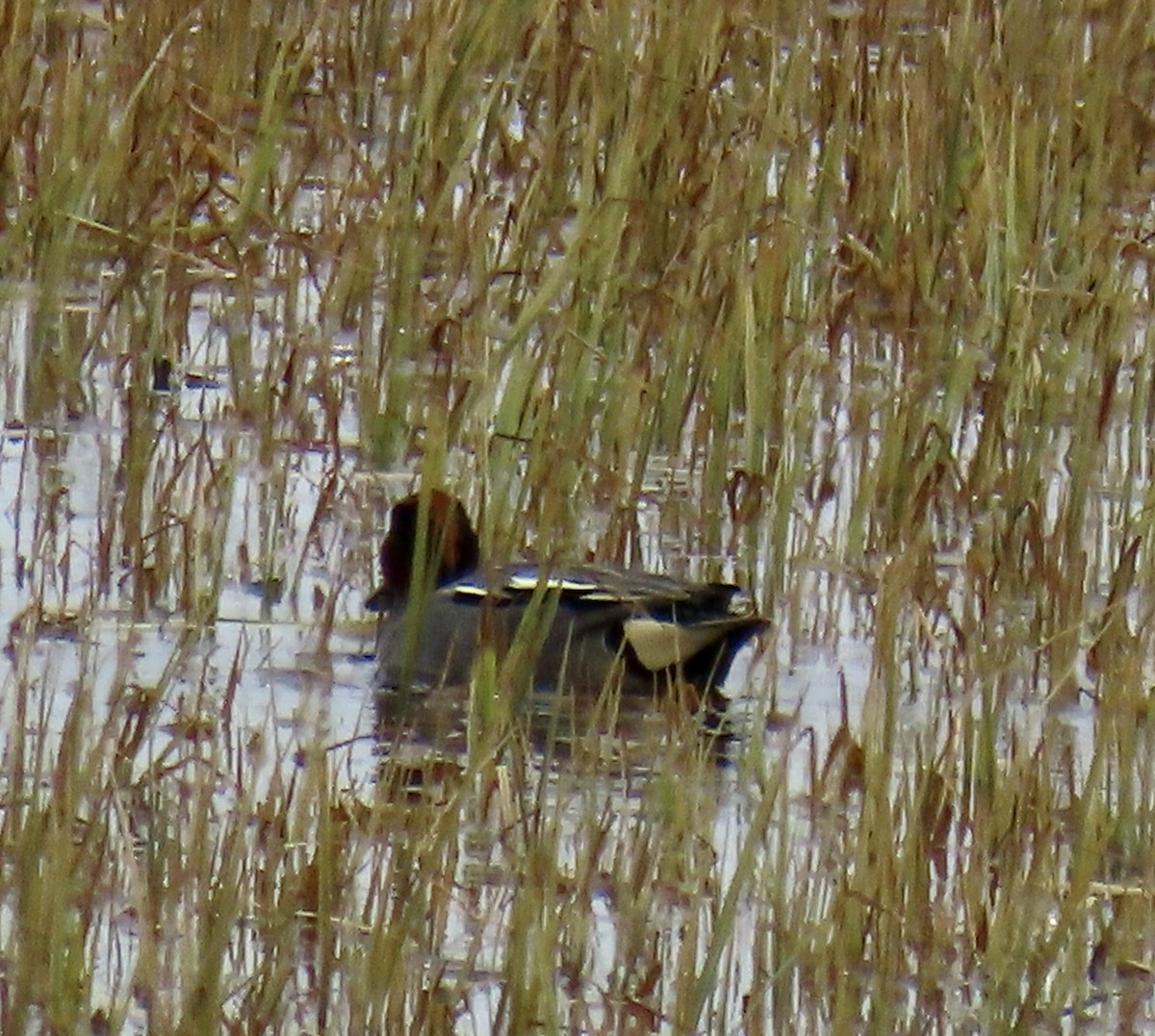 Green-winged Teal - ML620019799