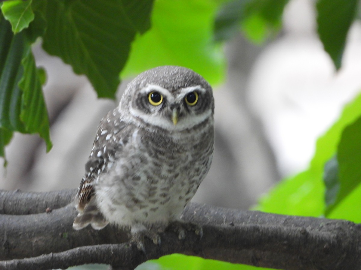 Spotted Owlet - ML620019816