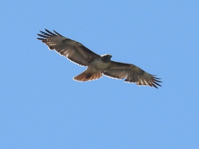 Red-tailed Hawk - ML620019827
