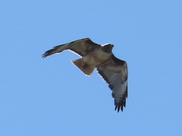 Red-tailed Hawk - ML620019828