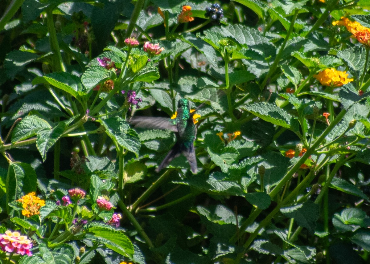 kolibřík zlatohlavý - ML620019834