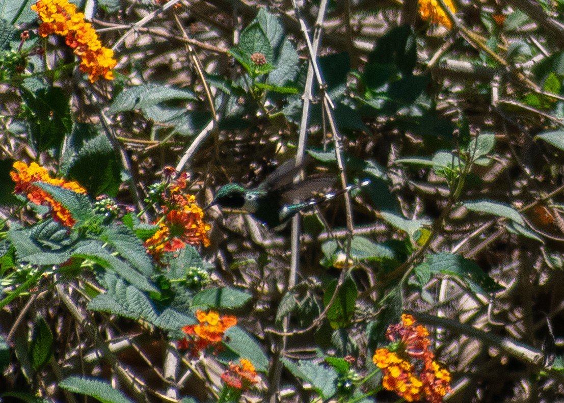 Colibri zémès - ML620019839