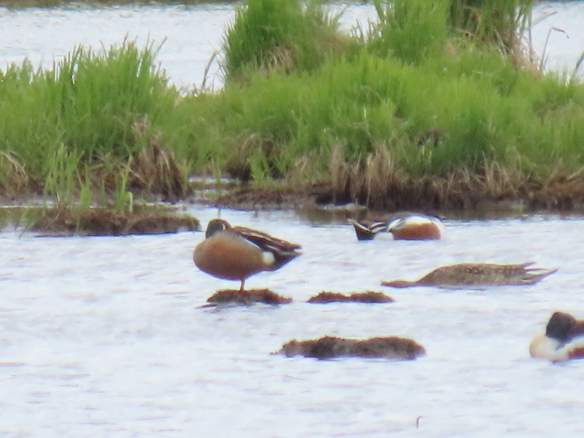 Blue-winged Teal x Northern Shoveler (hybrid) - ML620019840