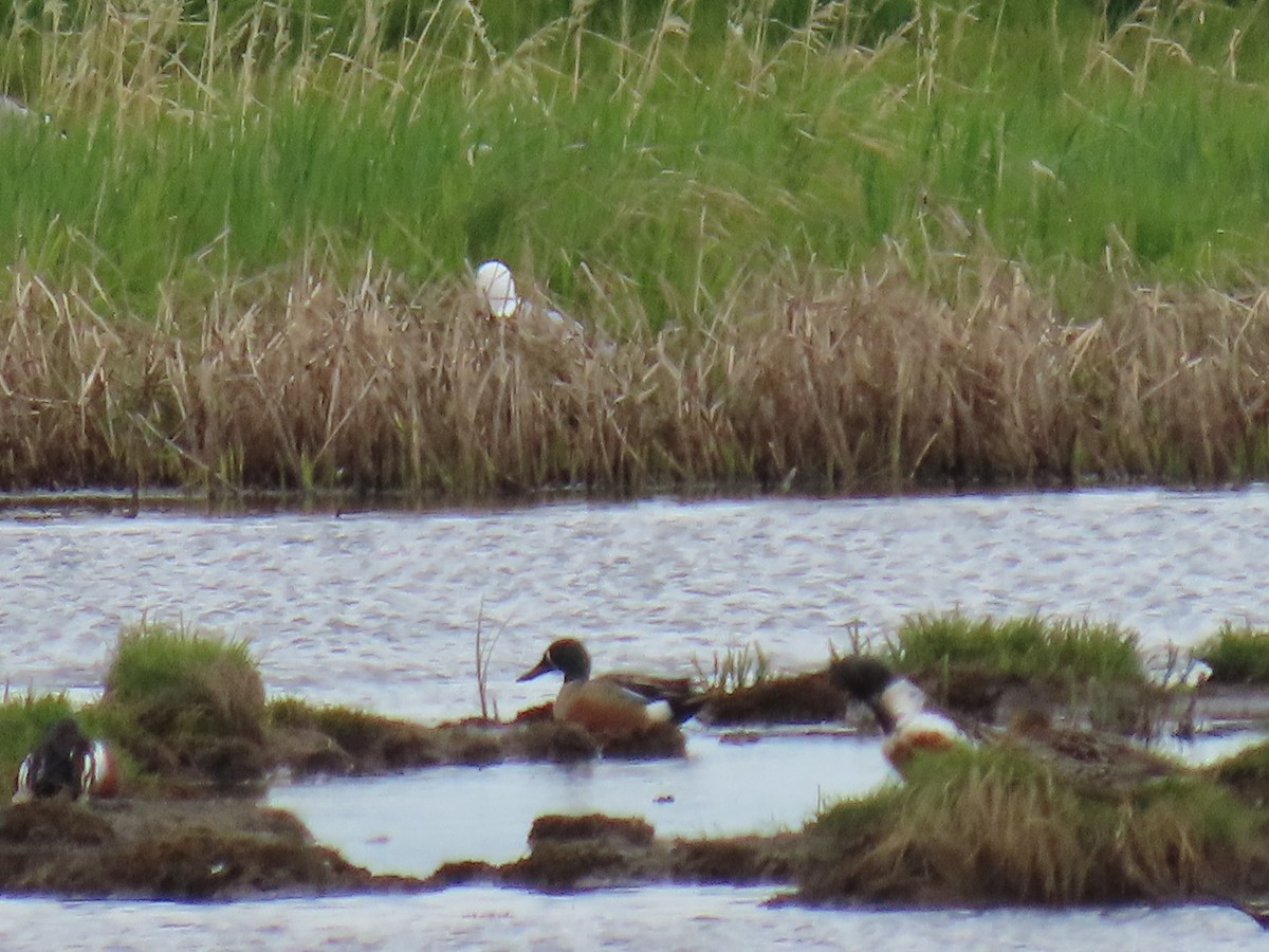 Blue-winged Teal x Northern Shoveler (hybrid) - ML620019844