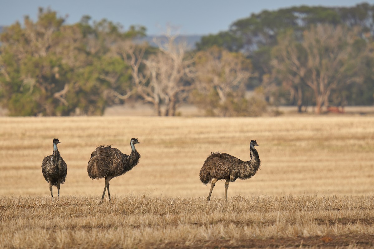 emu hnědý - ML620019847
