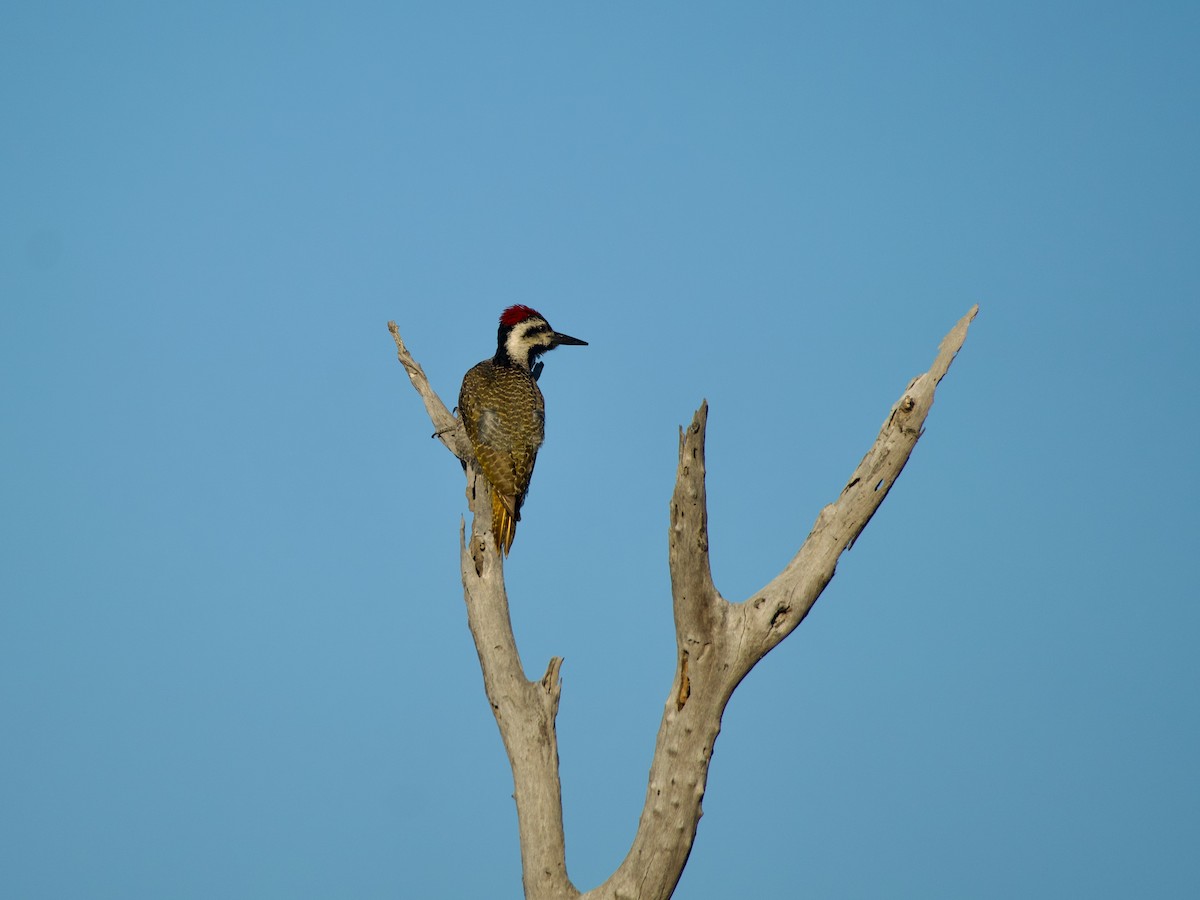 Bearded Woodpecker - ML620019863