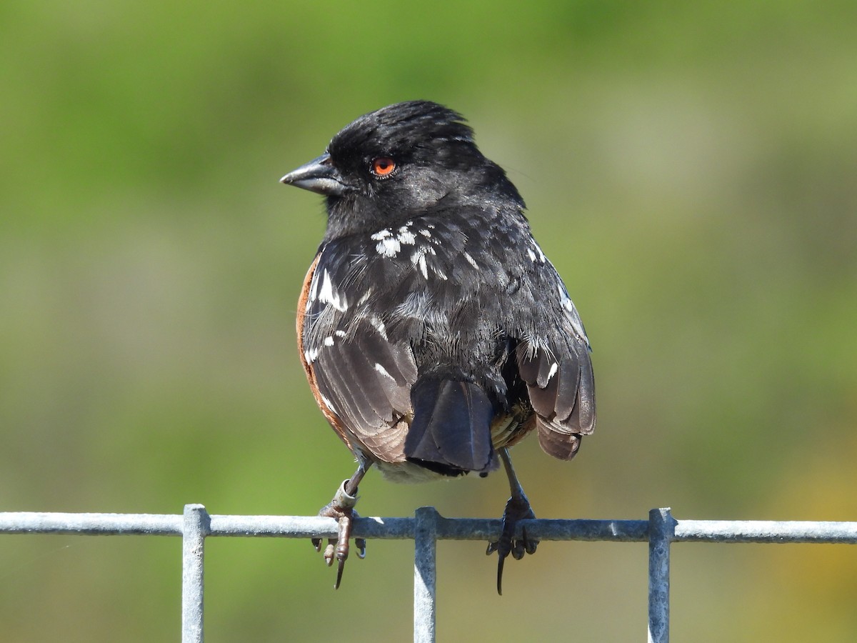 Spotted Towhee - ML620019886