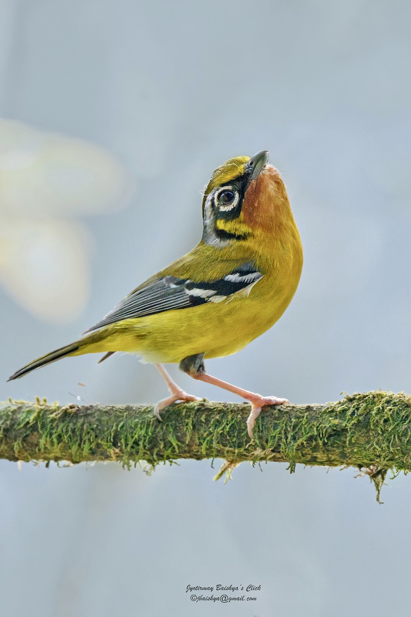 Black-eared Shrike-Babbler - ML620019897