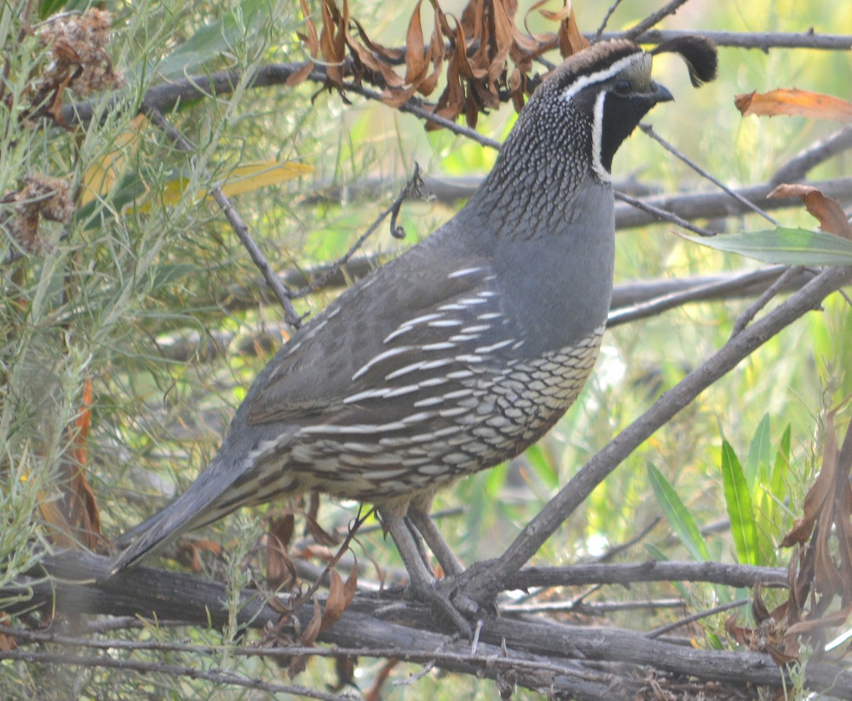 California Quail - ML620019909