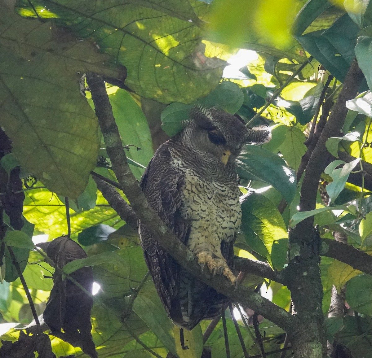 Barred Eagle-Owl - ML620019941