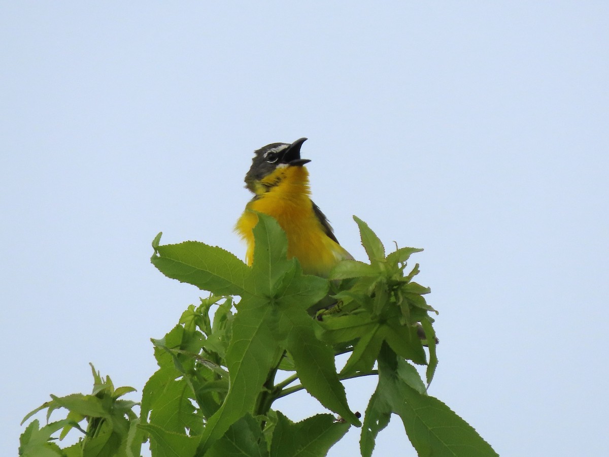Yellow-breasted Chat - ML620019960