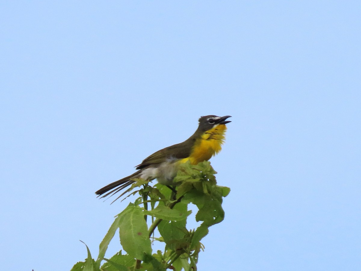 Yellow-breasted Chat - ML620019961