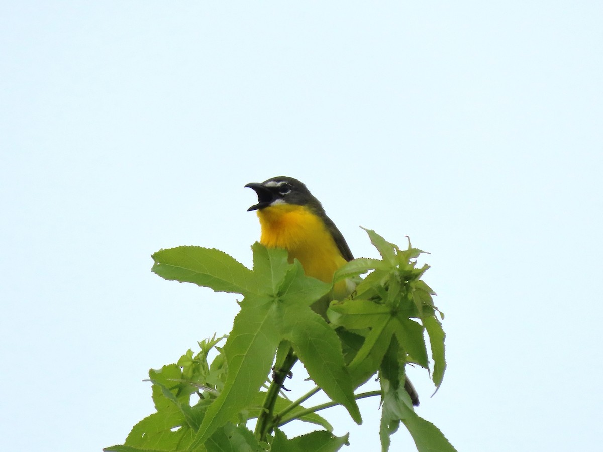 Yellow-breasted Chat - ML620019962