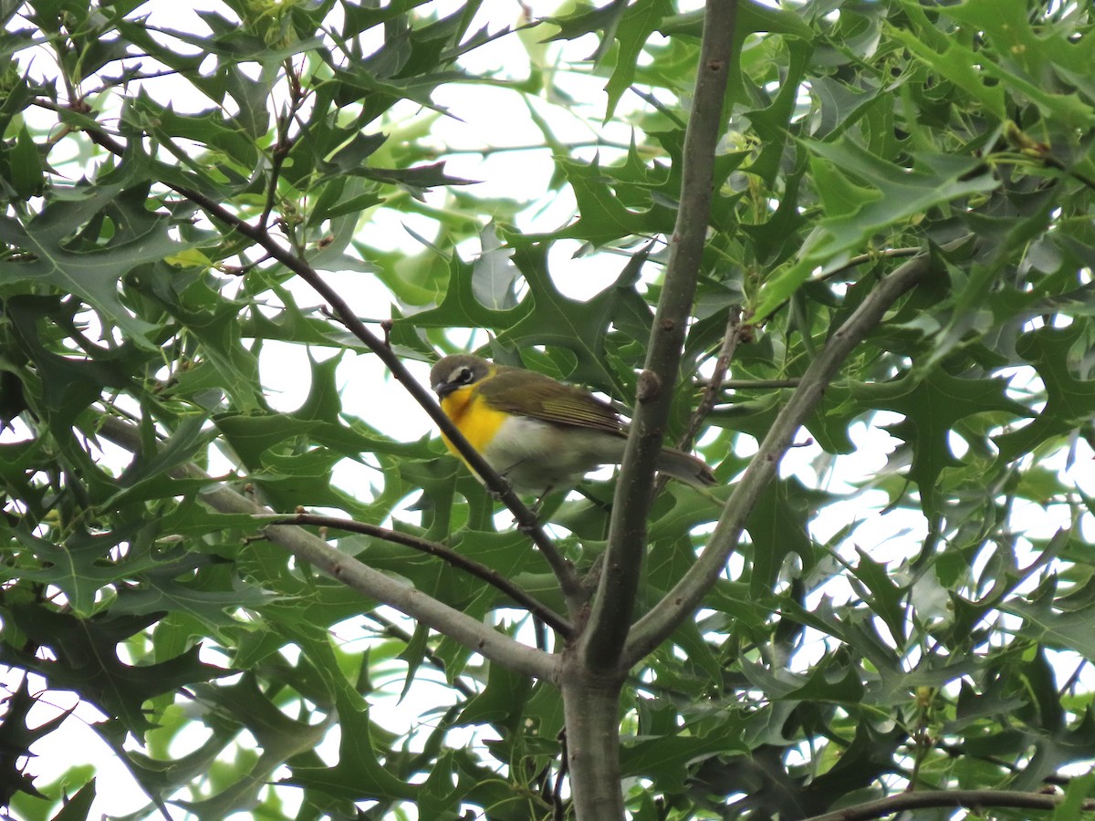 Yellow-breasted Chat - ML620019963