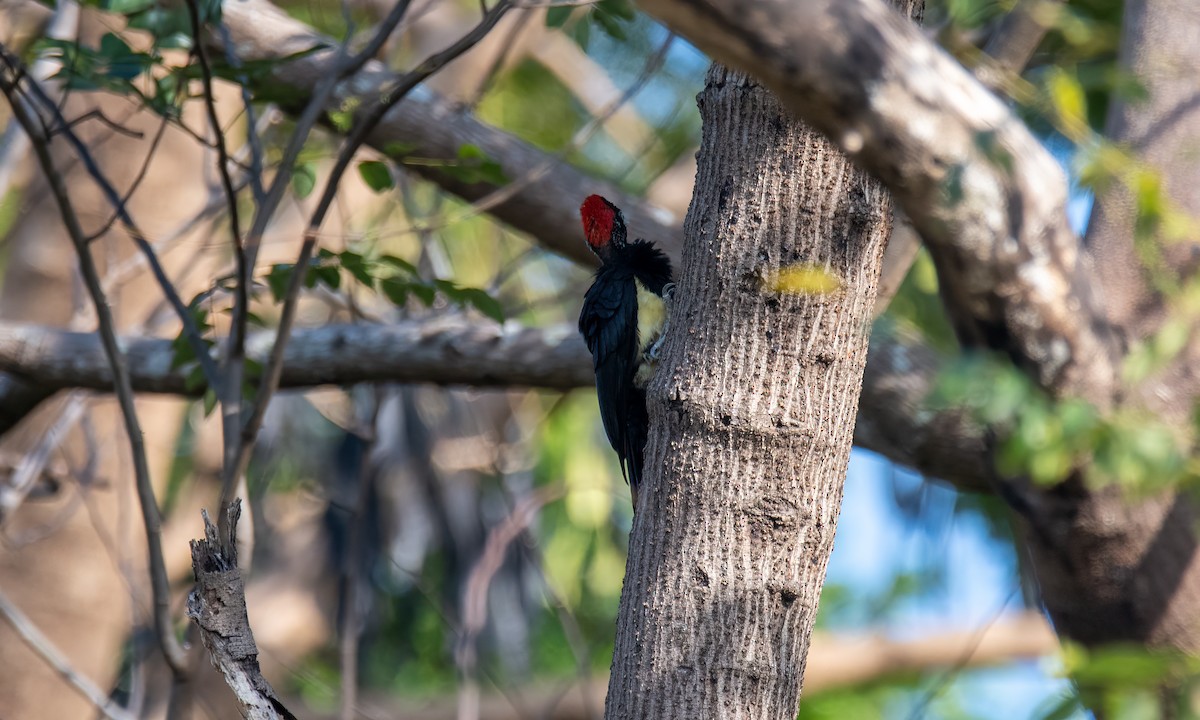 White-bellied Woodpecker - ML620019965
