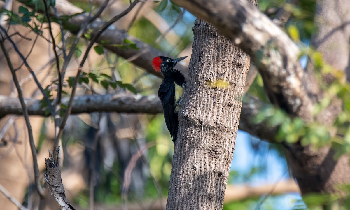 White-bellied Woodpecker - ML620019967