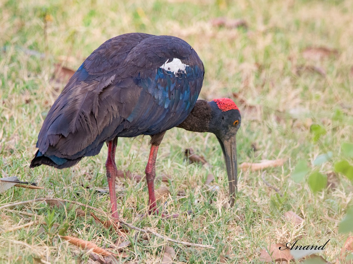 ibis bradavičnatý - ML620019986
