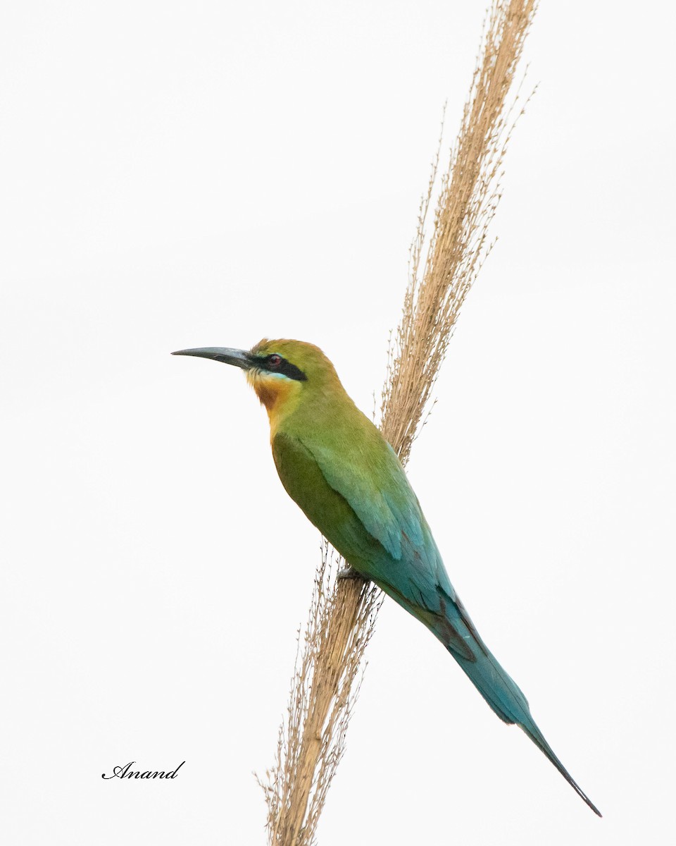 Blue-tailed Bee-eater - ML620019989