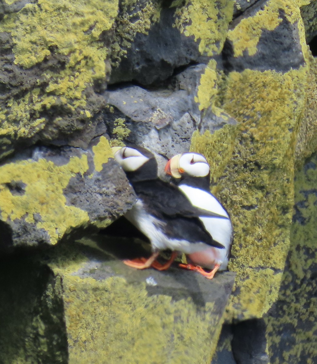 Horned Puffin - ML620020026