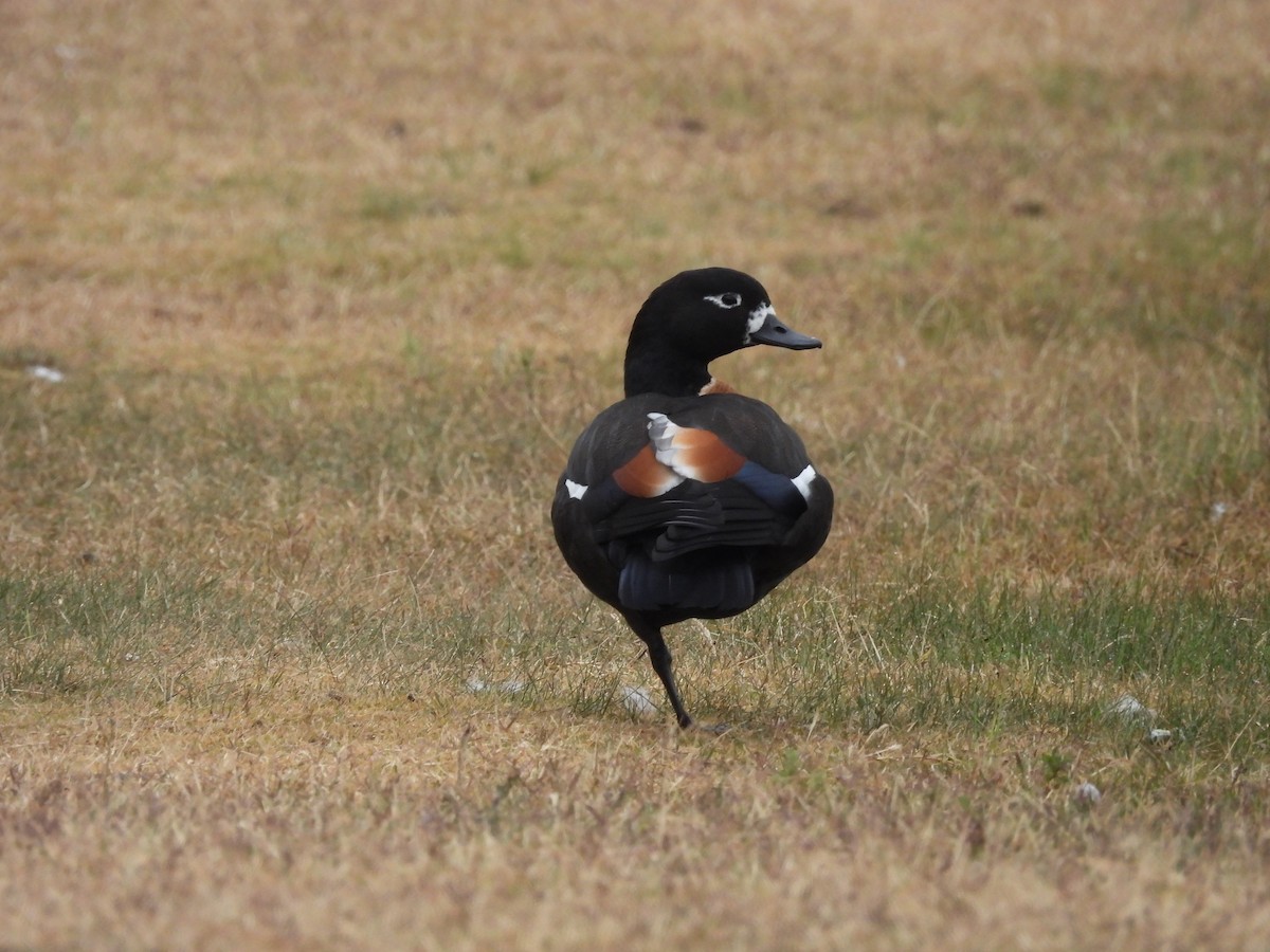 Tadorne d'Australie - ML620020034