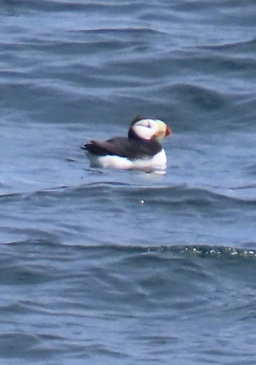 Horned Puffin - ML620020042