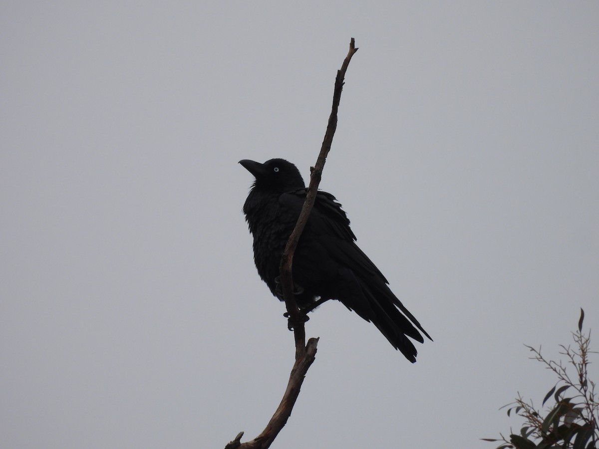 Cuervo Australiano - ML620020061