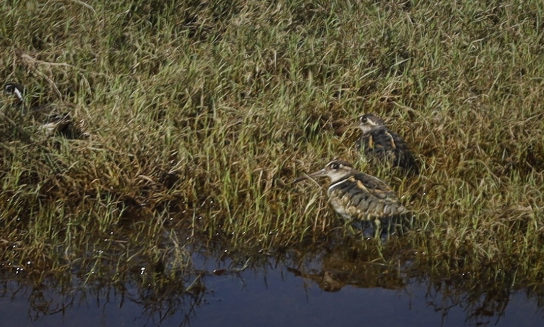 Greater Painted-Snipe - ML620020069