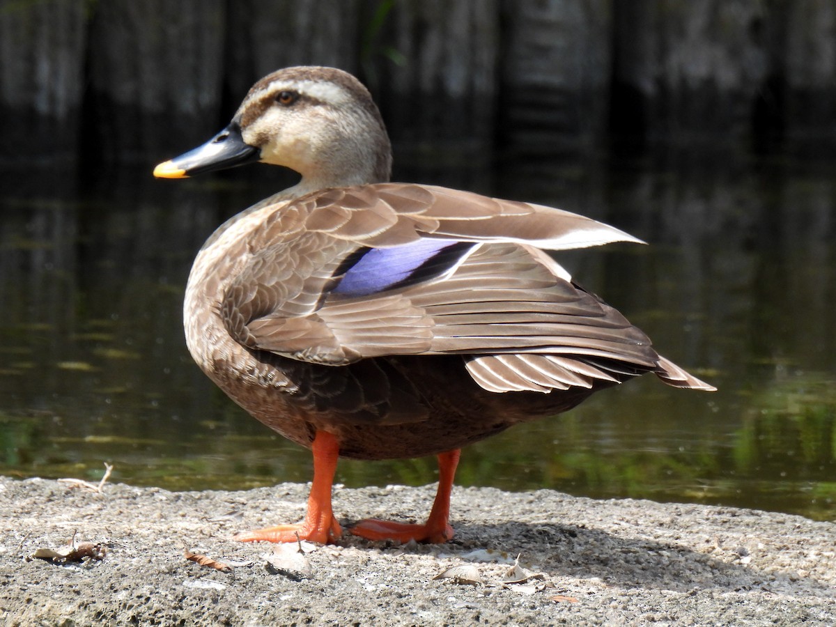 Eastern Spot-billed Duck - ML620020079