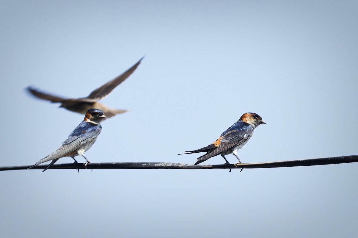 Red-rumped Swallow - ML620020082