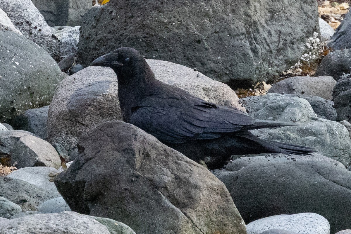 Common Raven - ML620020092