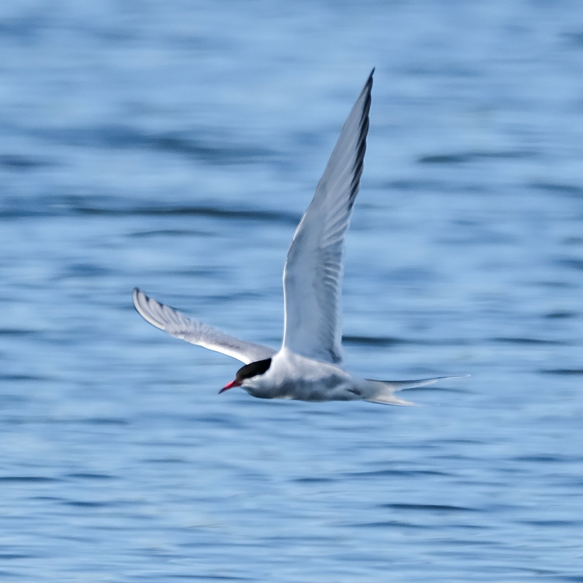 Arctic Tern - ML620020107