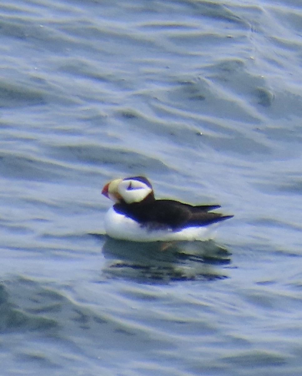 Horned Puffin - ML620020108