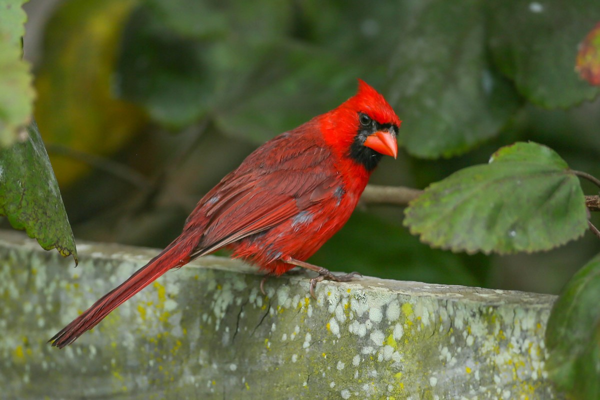 Красный кардинал - ML620020114