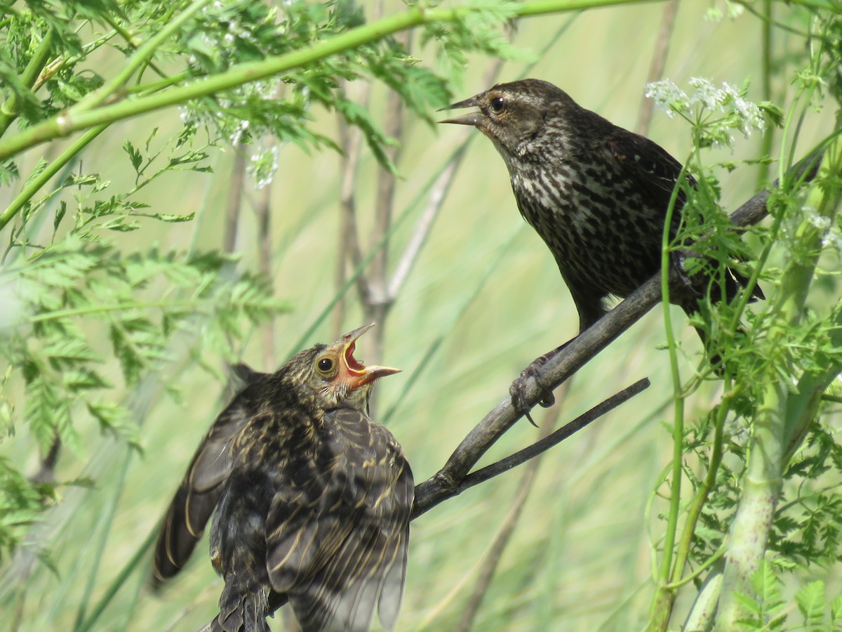 Red-winged Blackbird - ML620020125