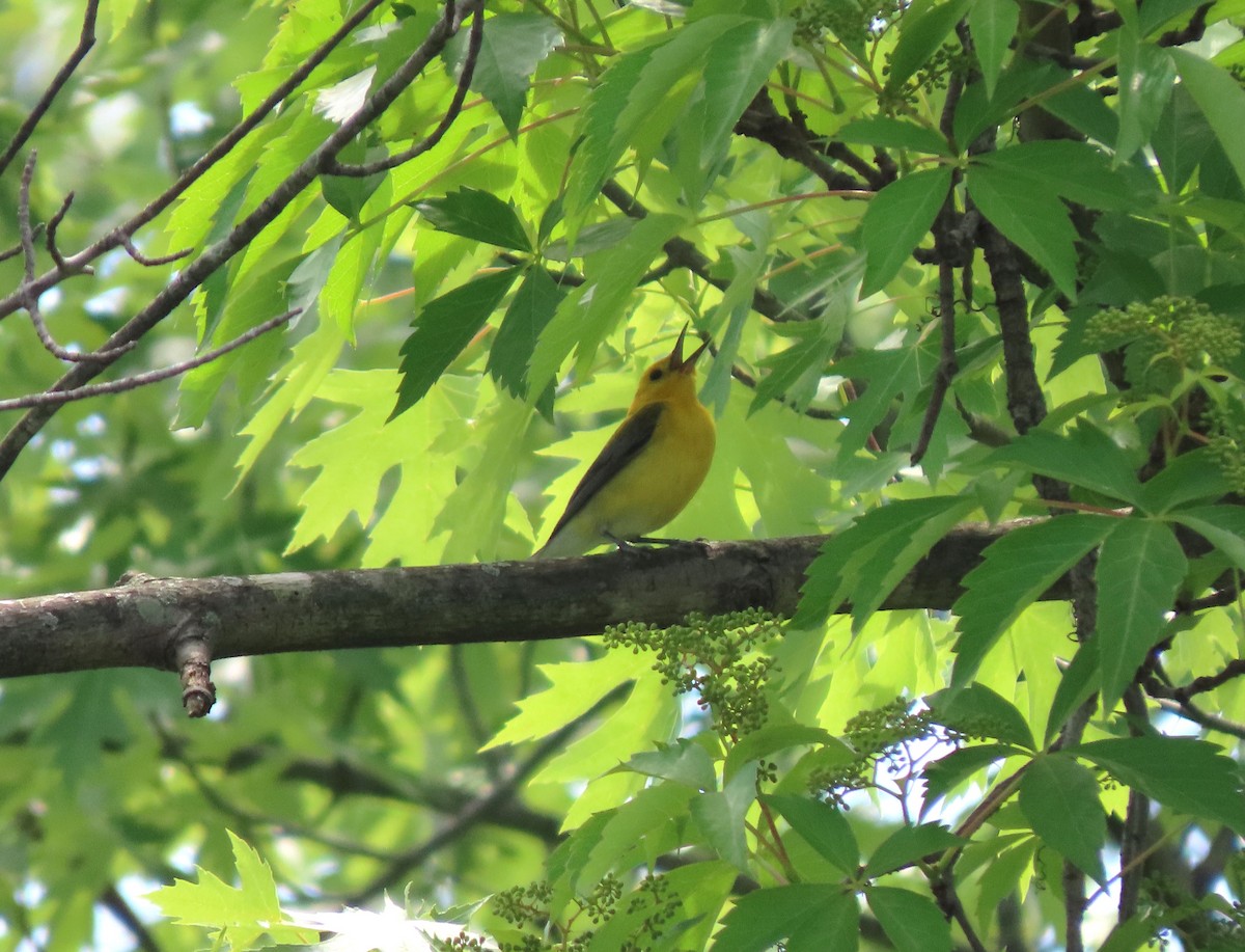 Prothonotary Warbler - ML620020129