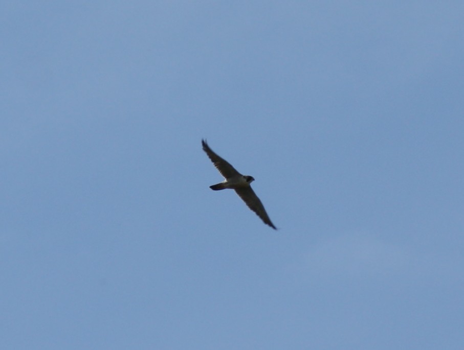 Peregrine Falcon - ML620020131