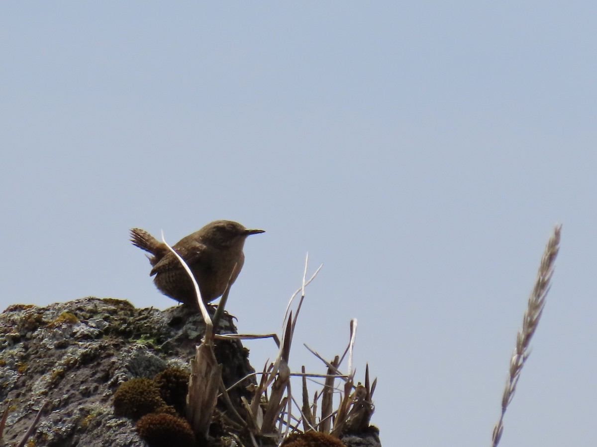 Pacific Wren (alascensis Group) - ML620020135