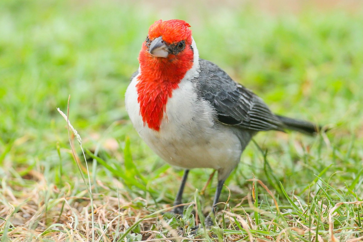Red-crested Cardinal - ML620020143