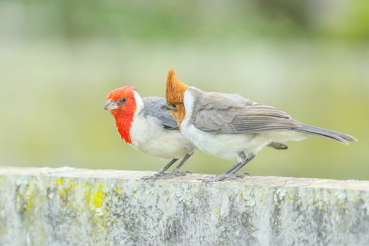 Red-crested Cardinal - ML620020149