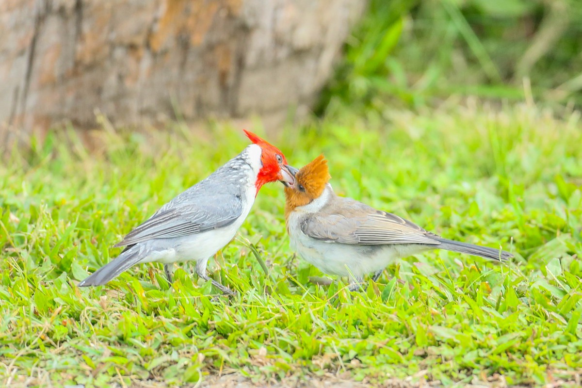 Red-crested Cardinal - ML620020153