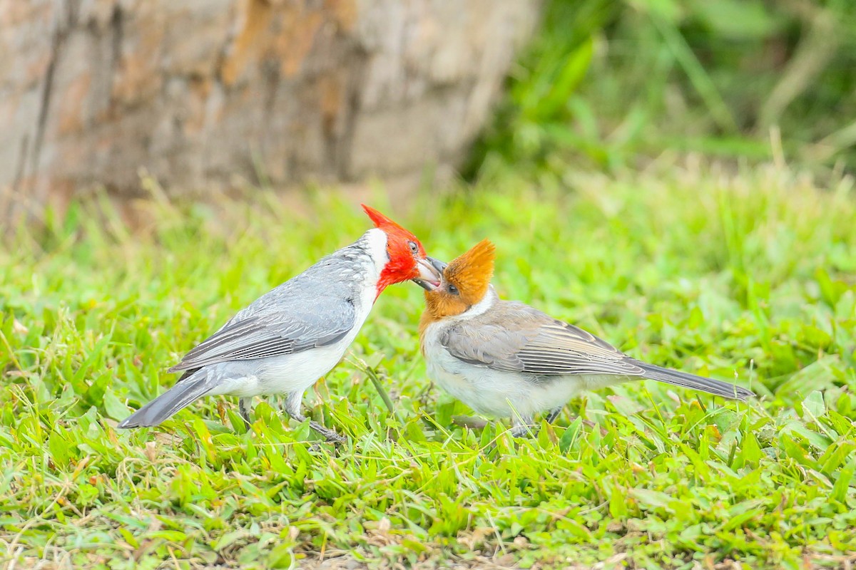 Red-crested Cardinal - ML620020154