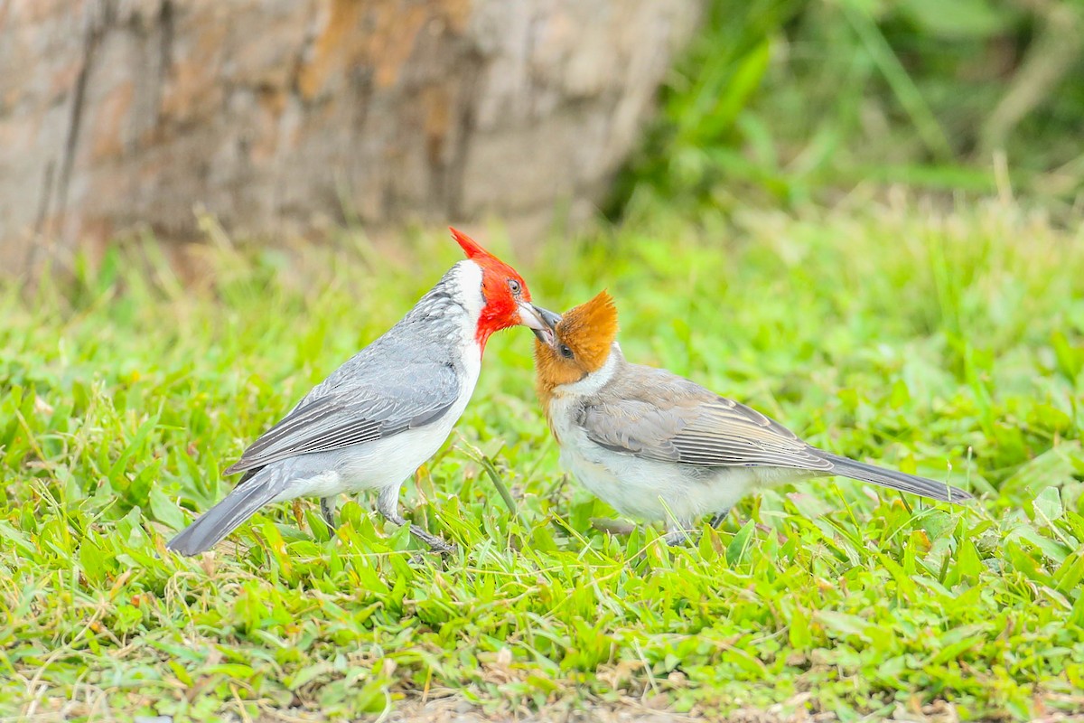 Red-crested Cardinal - ML620020155