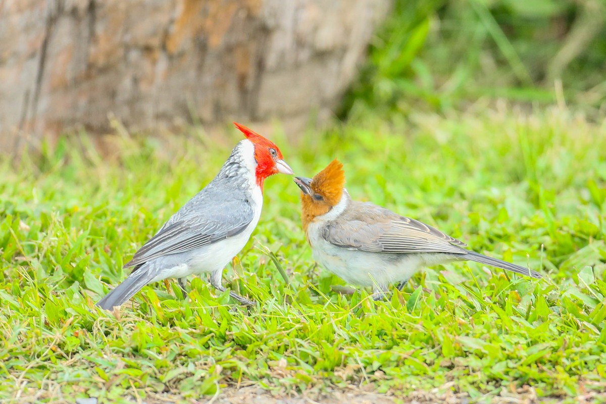 Red-crested Cardinal - ML620020156
